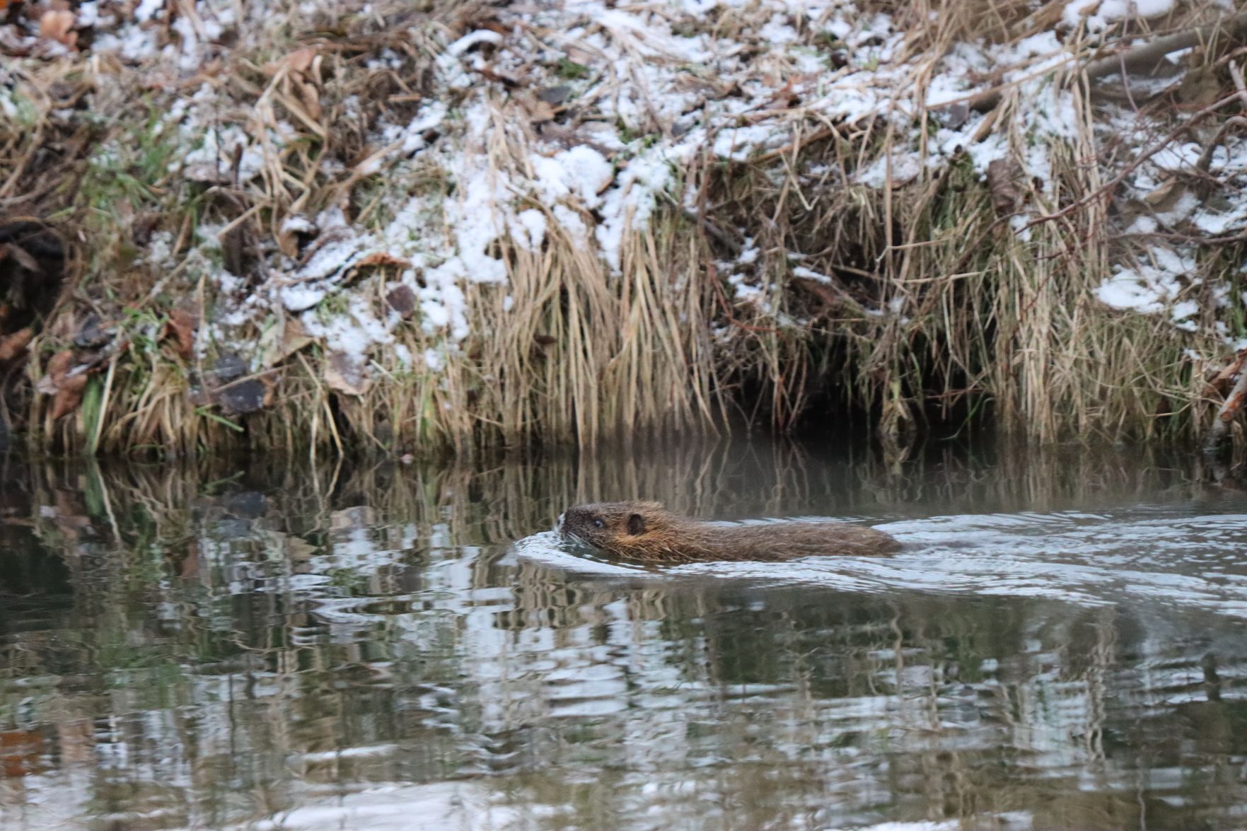 Beavers